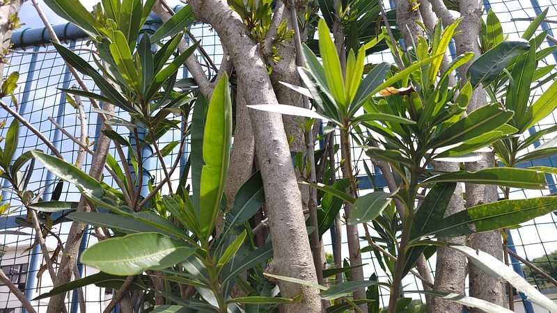 キョウチクトウの剪定跡 横浜市旭区鶴ヶ峰鶴ヶ峰本町公園