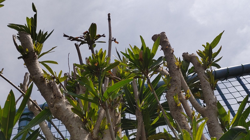 キョウチクトウ 横浜市旭区鶴ヶ峰鶴ヶ峰本町公園