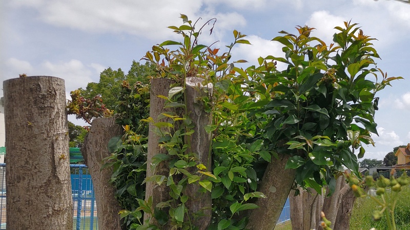 トウネズミモチとエノキの剪定跡 横浜市旭区鶴ヶ峰鶴ヶ峰本町公園