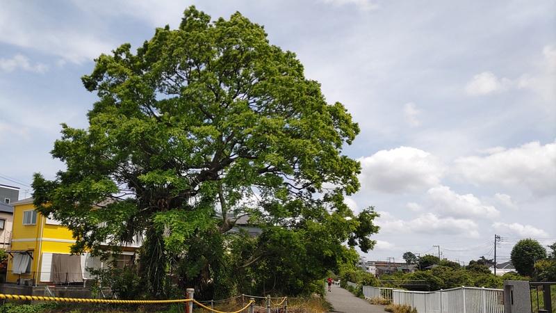 エノキ 横浜市旭区鶴ヶ峰本町