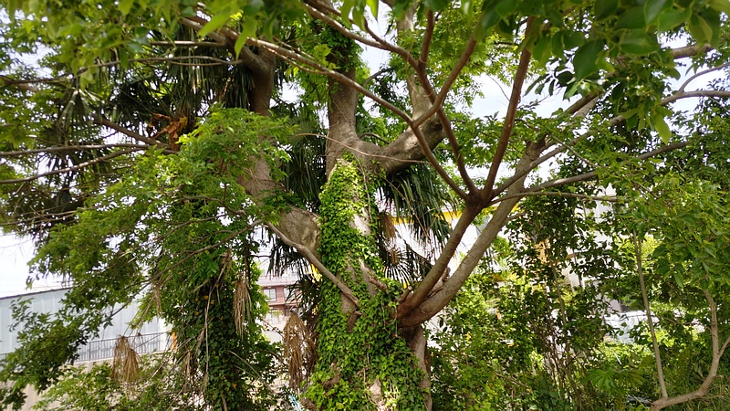 エノキ 横浜市旭区鶴ヶ峰本町