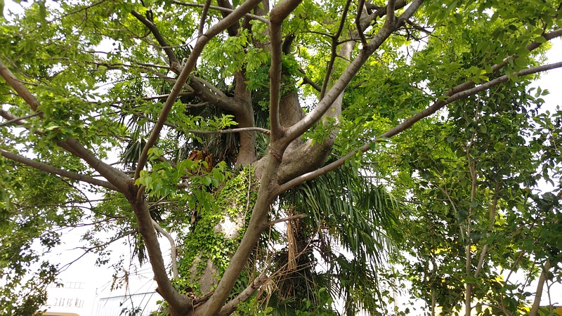 エノキ 横浜市旭区鶴ヶ峰本町