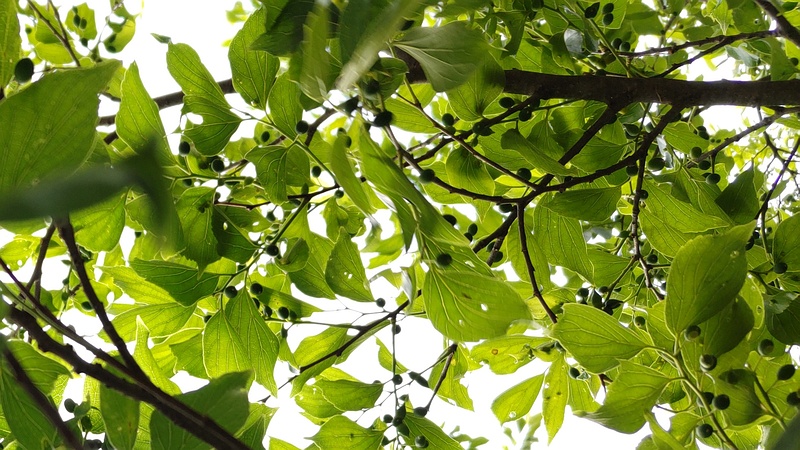 エノキ 横浜市旭区鶴ヶ峰本町