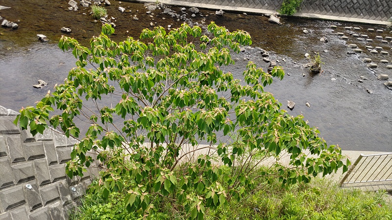 アカメガシワ 横浜市旭区鶴ヶ峰本町