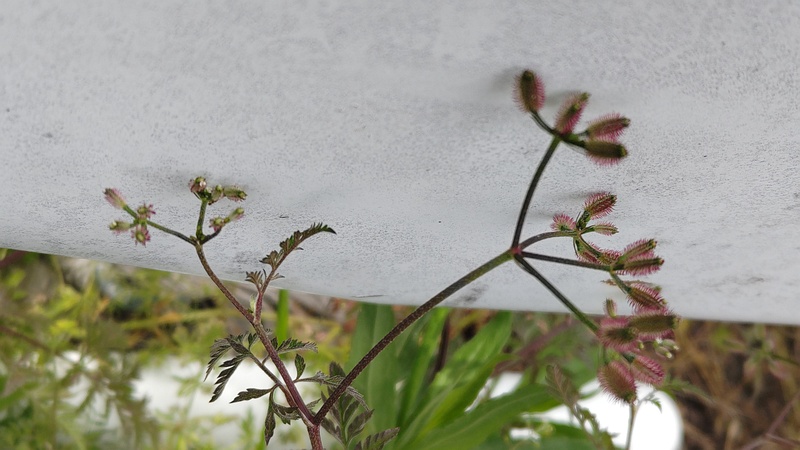 ヤブジラミの果実 横浜市旭区今川町