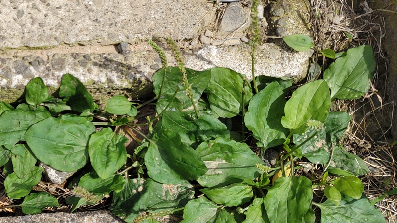 オオバコ 横浜市旭区中希望が丘