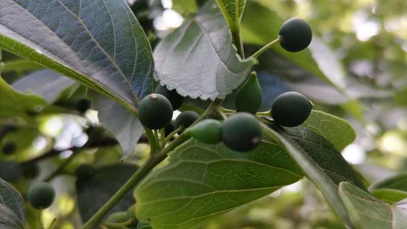 エノキの果実と虫こぶ 横浜市旭区希望が丘ふれあいの森公園