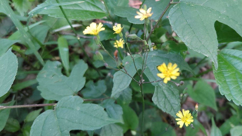 ヤブタビラコの花 横浜市旭区希望が丘ふれあいの森公園