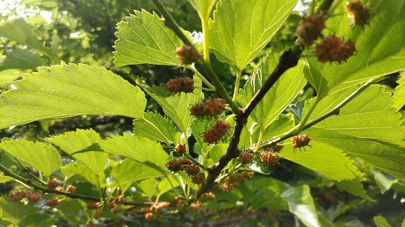 クワの果実 横浜市旭区希望が丘ふれあいの森公園
