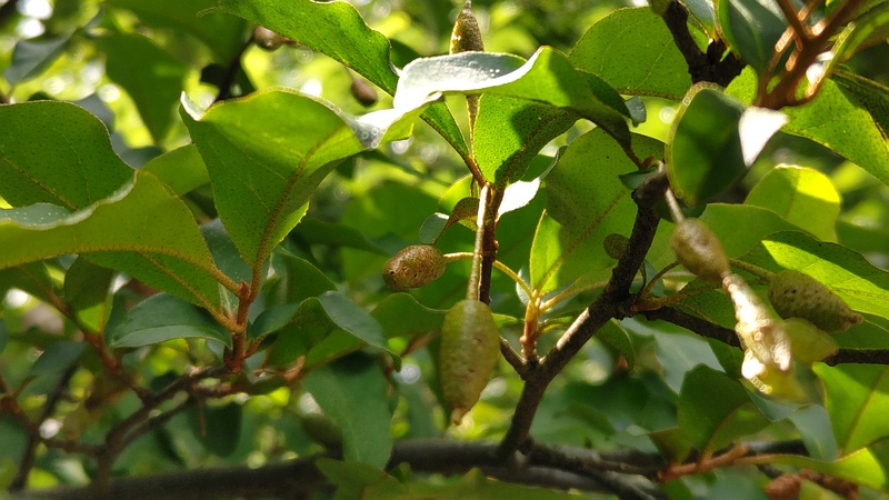 ナツグミの果実 横浜市旭区希望が丘ふれあいの森公園
