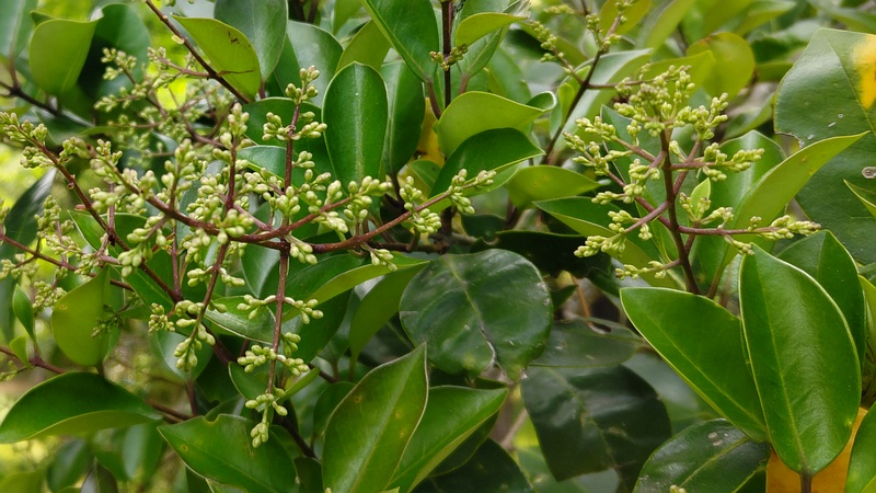 ネズミモチの蕾 横浜市旭区希望が丘ふれあいの森公園