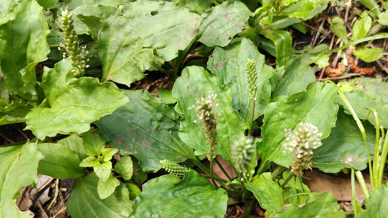 オオバコの花 横浜市旭区希望が丘ふれあいの森公園