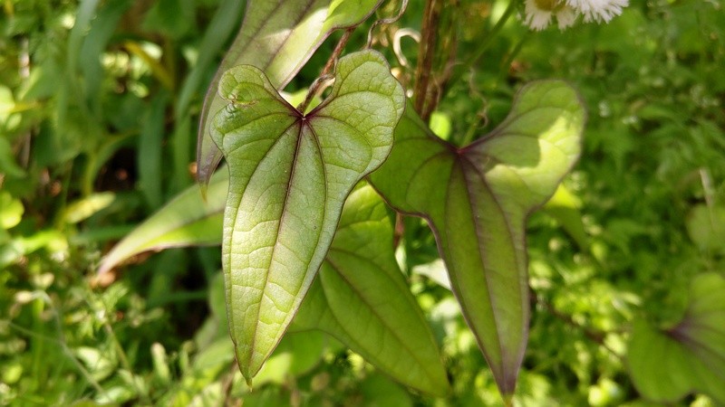 ナガイモ 横浜市旭区中希望が丘