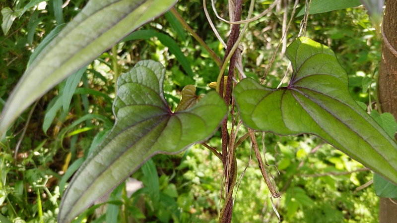 ナガイモ 横浜市旭区中希望が丘