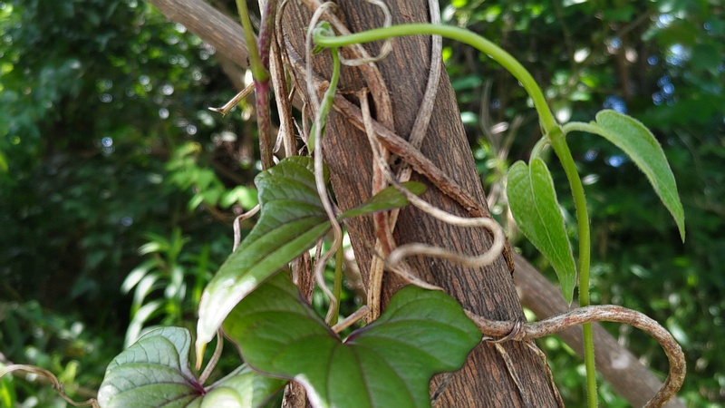 ナガイモ 横浜市旭区中希望が丘