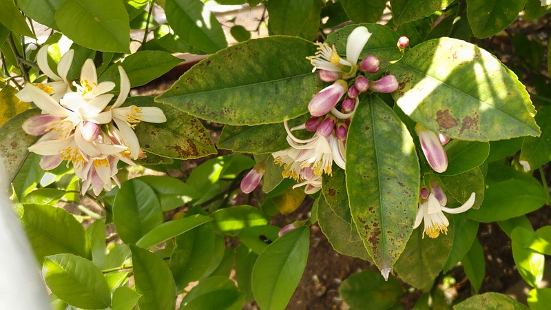 レモンの花 横浜市旭区中希望が丘