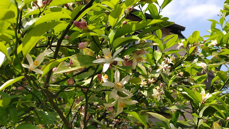 レモンの花 横浜市旭区中希望が丘