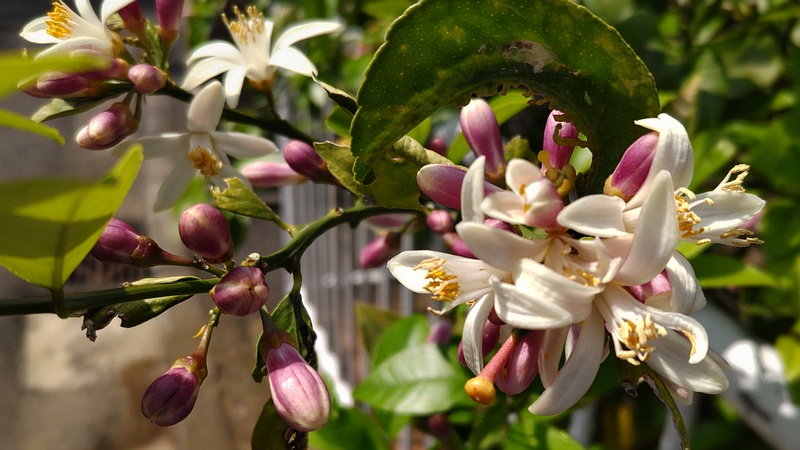 レモンの花 横浜市旭区中希望が丘