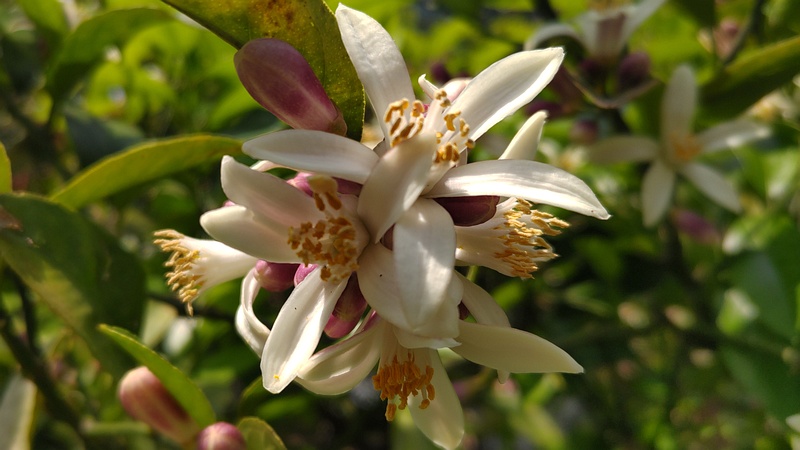 レモンの花 横浜市旭区中希望が丘