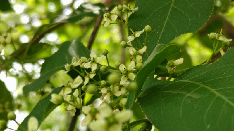 マユミの蕾と花 横浜市旭区希望が丘水の森公園