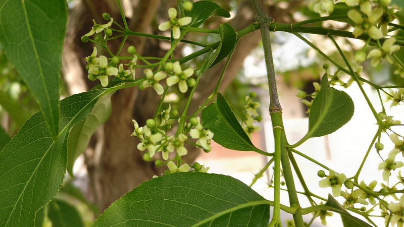 マユミの蕾と花 横浜市旭区希望が丘水の森公園