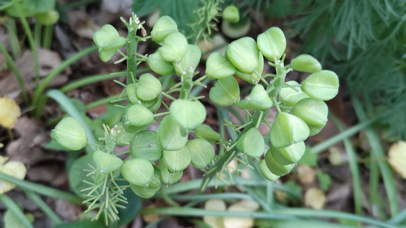 ムスカリの果実 横浜市旭区希望が丘水の森公園