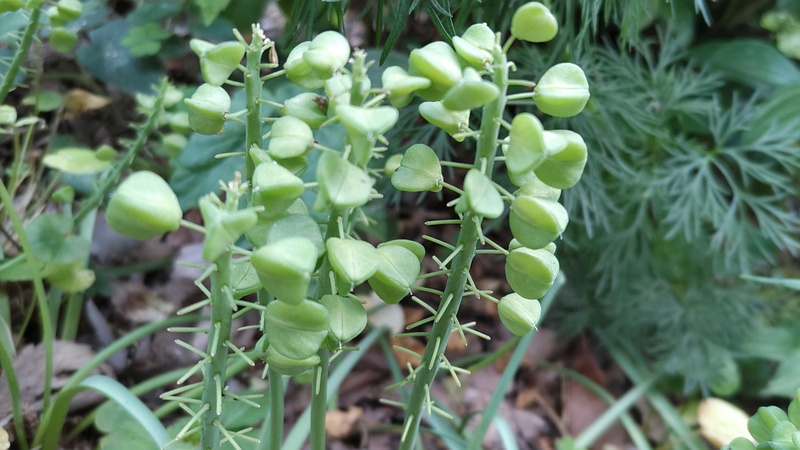 ムスカリの果実 横浜市旭区希望が丘水の森公園