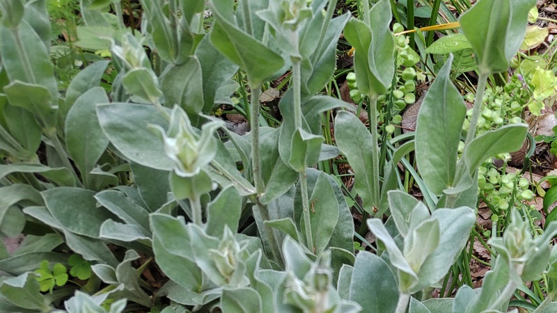 スイセンノウ 横浜市旭区希望が丘水の森公園