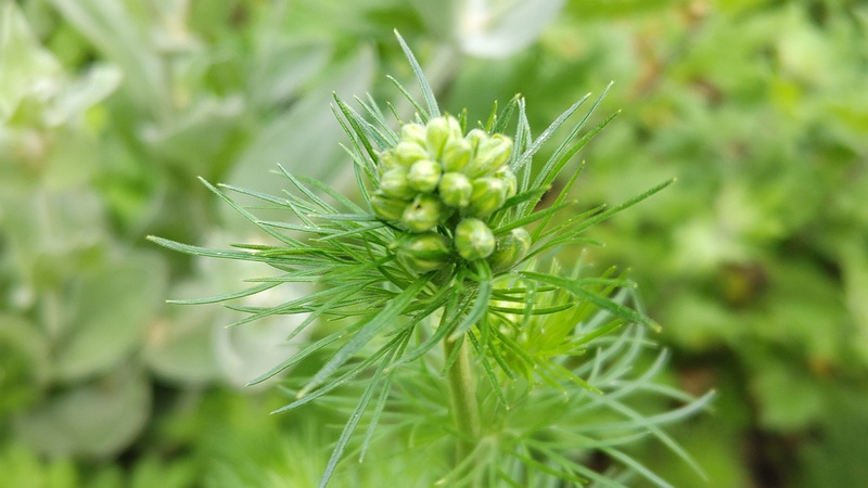 ヒエンソウの蕾 横浜市旭区希望が丘水の森公園