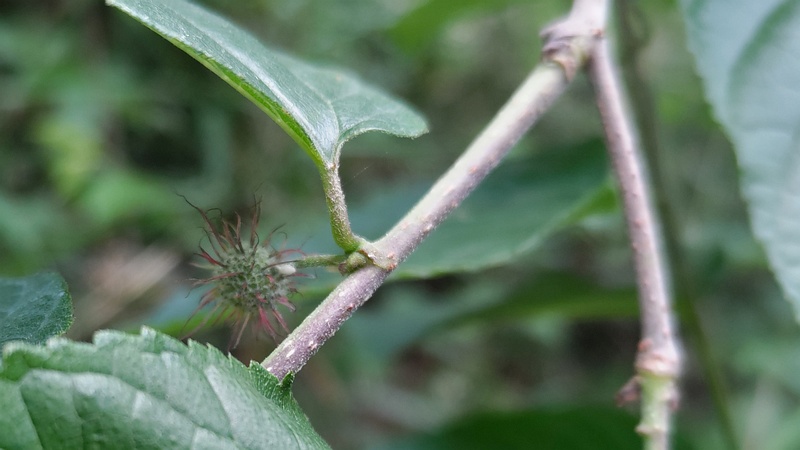ヒメコウゾの雌花 横浜市旭区希望が丘水の森公園