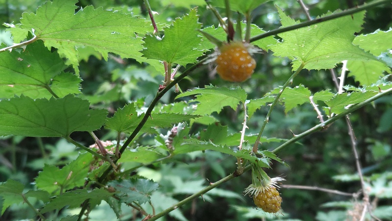 モミジイチゴの果実 横浜市旭区希望が丘水の森公園