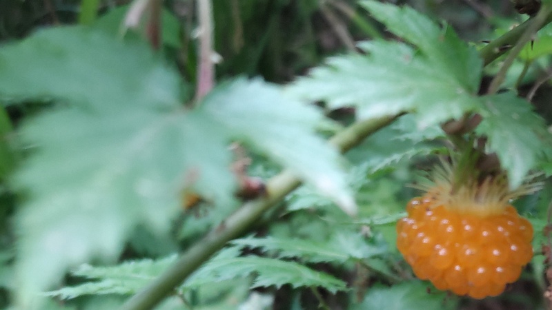 モミジイチゴの果実 横浜市旭区希望が丘水の森公園