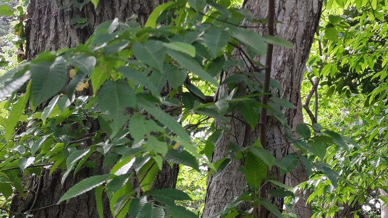 クマシデ 横浜市旭区希望が丘水の森公園