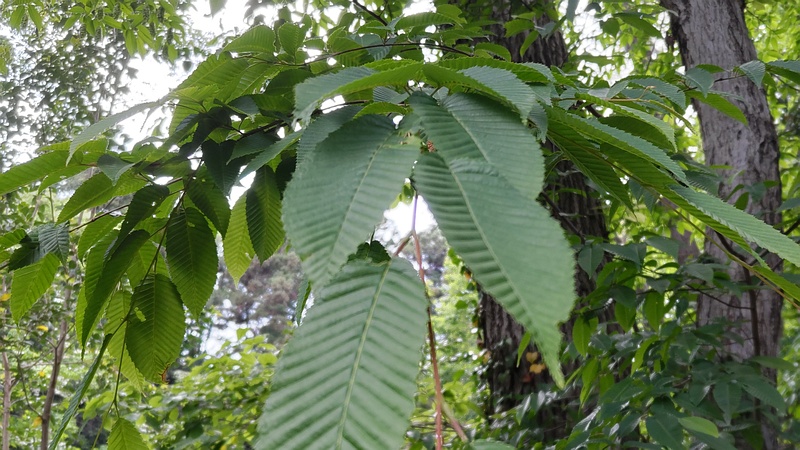 クマシデ 横浜市旭区希望が丘水の森公園