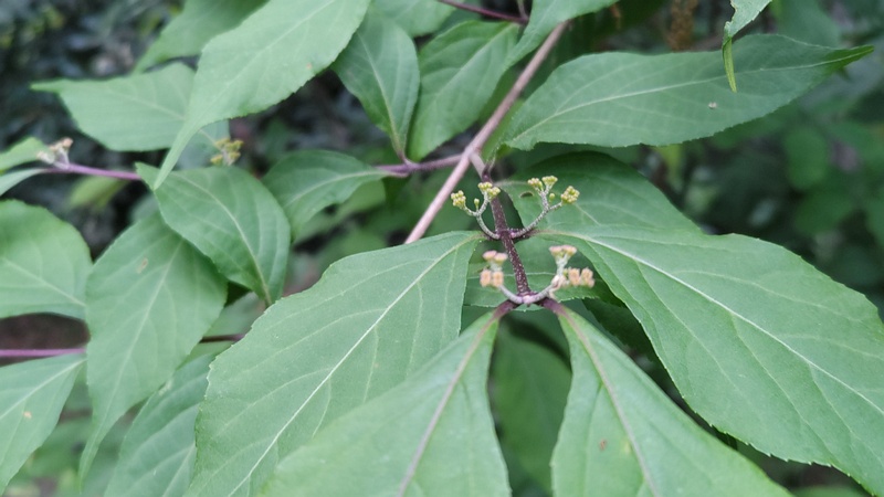 ムラサキシキブの蕾 横浜市旭区希望が丘水の森公園