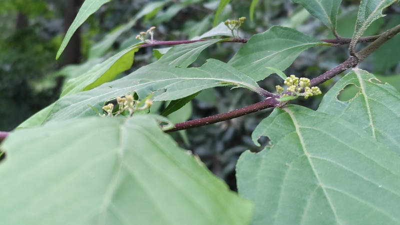 ムラサキシキブの蕾 横浜市旭区希望が丘水の森公園