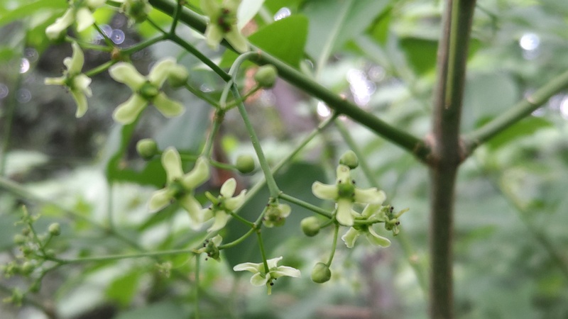 マユミの蕾と花 横浜市旭区希望が丘水の森公園