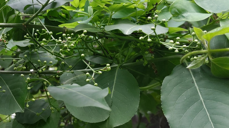 マユミの蕾 横浜市旭区希望が丘水の森公園