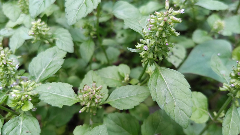 トウバナの花 横浜市旭区希望が丘水の森公園