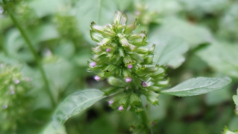 トウバナの花 横浜市旭区希望が丘水の森公園