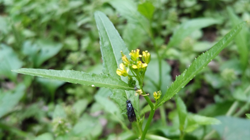 イヌガラシの花とハバチ 横浜市旭区希望が丘水の森公園