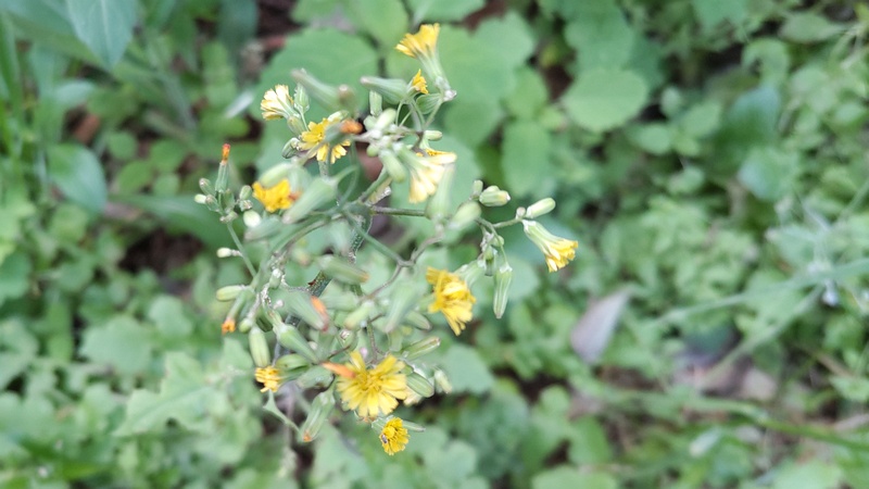 オニタビラコの花 横浜市旭区希望が丘水の森公園