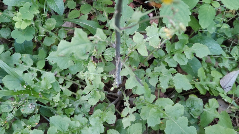 オニタビラコの花 横浜市旭区希望が丘水の森公園