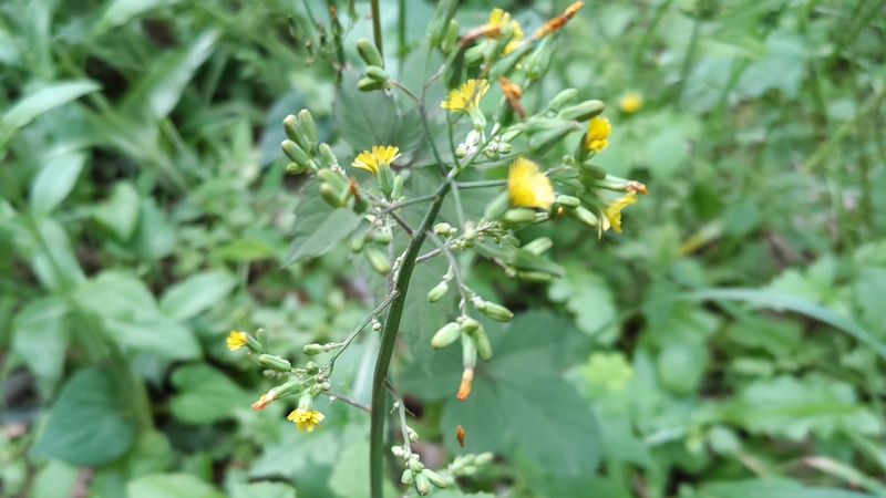 オニタビラコの花 横浜市旭区希望が丘水の森公園