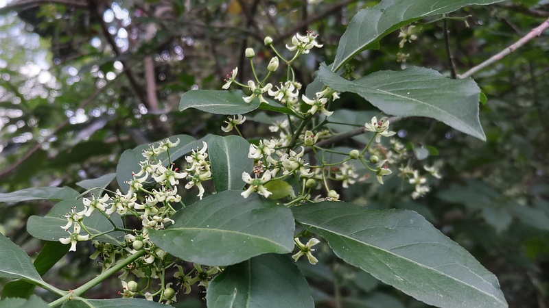 マユミの花 横浜市旭区希望が丘水の森公園
