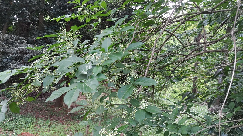 マユミの花 横浜市旭区希望が丘水の森公園