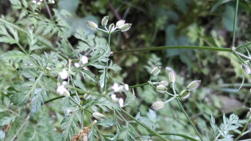 ヤブジラミの果実と花 横浜市旭区希望が丘水の森公園