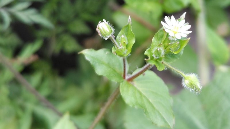 ハコベの果実と花 横浜市旭区希望が丘水の森公園