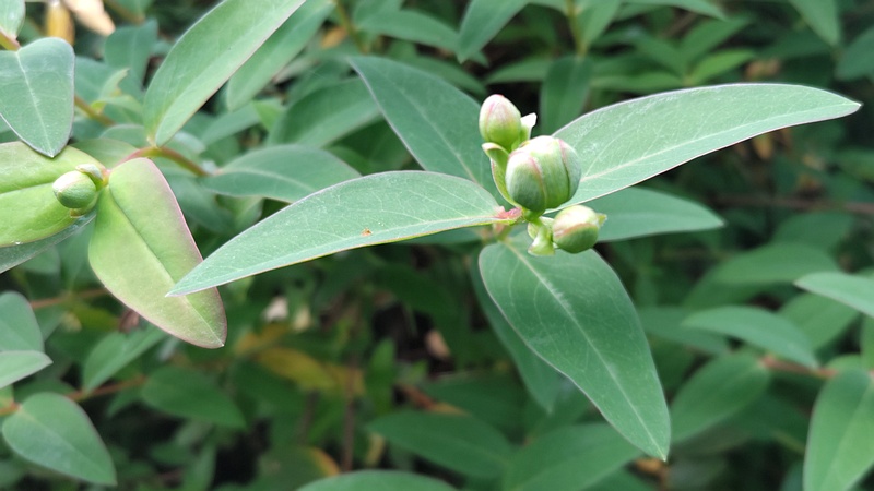 キンシバイの蕾 横浜市旭区希望が丘水の森公園