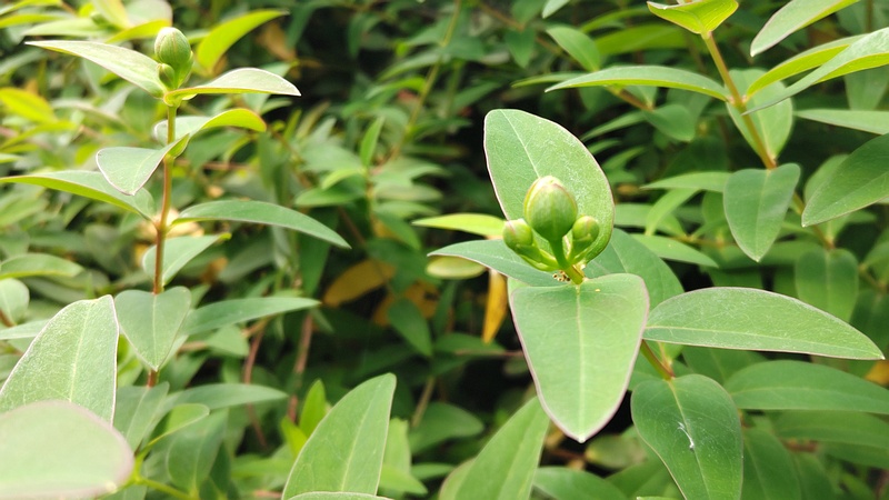 キンシバイの蕾 横浜市旭区希望が丘水の森公園